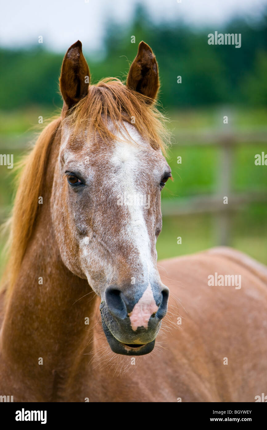 Porträt eines 25 Jahre alten Pferdes (Equus Caballus) namens Beau. Hyde Creek, Vancouver Island, British Columbia, Kanada. Stockfoto