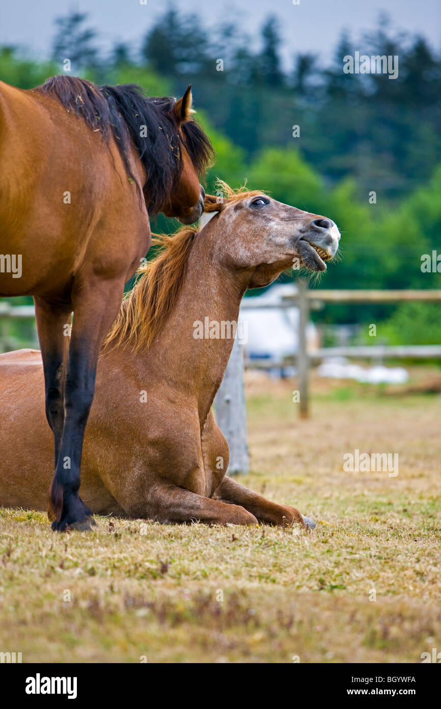 Zwei Pferde (Equus Caballus), Beau und Sprit spielen im Fahrerlager. Stockfoto