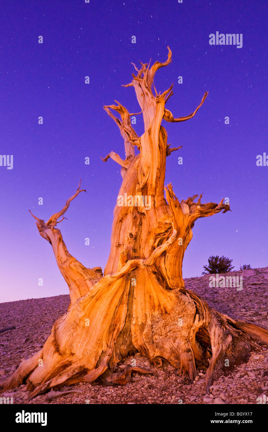 Alten Bristlecone Kiefer (Pinus Longaeva) in der Patriarch Grove, Ancient Bristlecone Pine Forest, White Mountains, Kalifornien Stockfoto