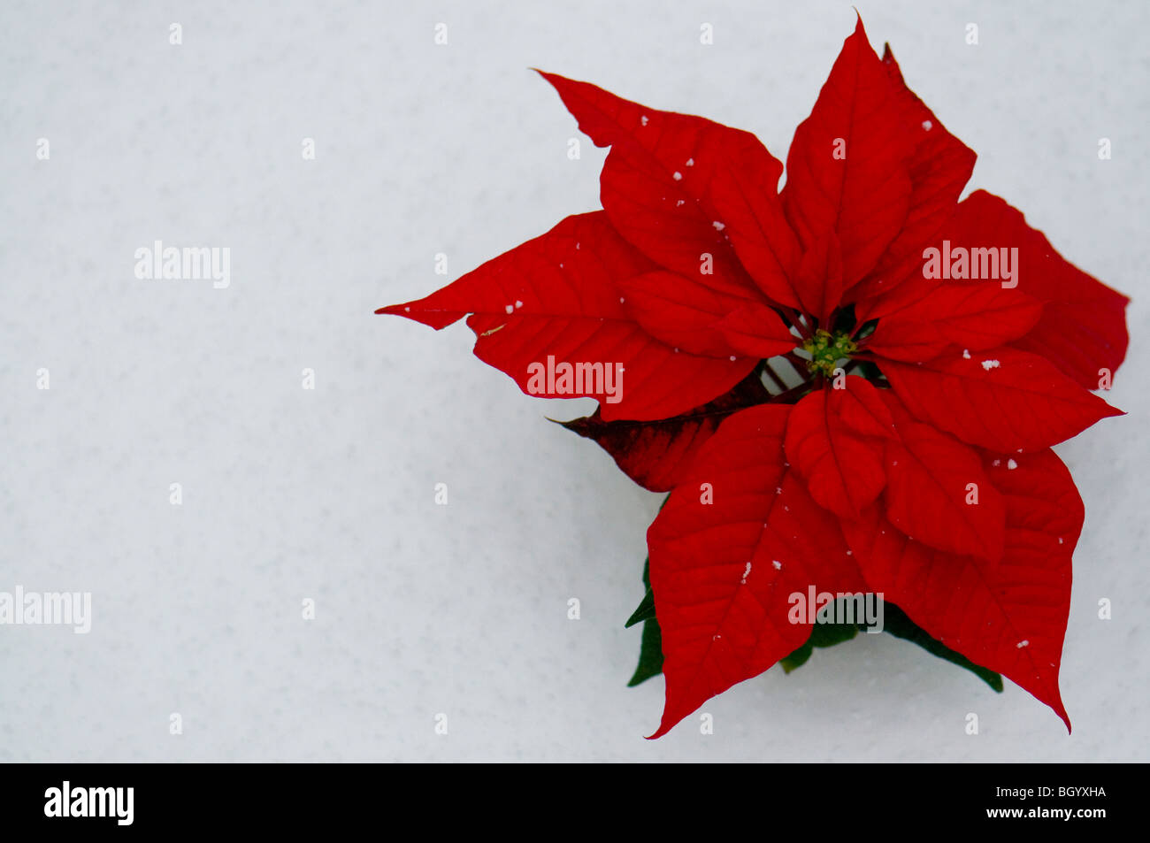 grner weihnachtsstern Goldline- Weihnachtsstern Blume grn glnzend mit Glitzer 40cm   Goldline-Homedecor