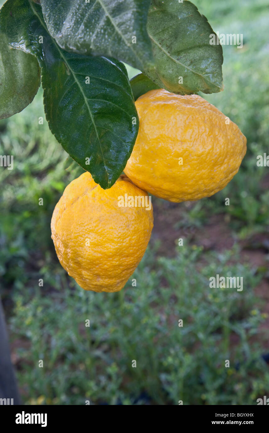 Etrog Citrons, Zweig "Citrus Medica" Stockfoto