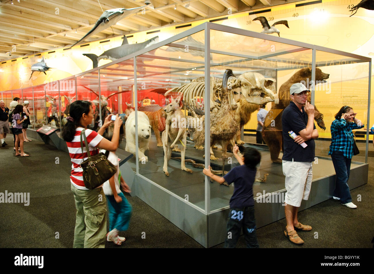 Queensland Museum Tierausstellungen Brisbane Australien // BRISBANE, Australien — Tiere im Queensland Museum, einer bedeutenden Naturkundeanstalt und Kulturinstitution im South Bank Cultural Precinct von Brisbane. Das Museum beherbergt umfangreiche Sammlungen von Queenslands Flora, Fauna und geologischen Exemplaren sowie bedeutende kulturelle Artefakte. Das 1862 gegründete Queensland Museum ist das wichtigste Reservat für naturhistorische Exemplare des Bundesstaates und spielt eine Schlüsselrolle bei der wissenschaftlichen Forschung und der öffentlichen Aufklärung über Australiens einzigartige Artenvielfalt. Stockfoto