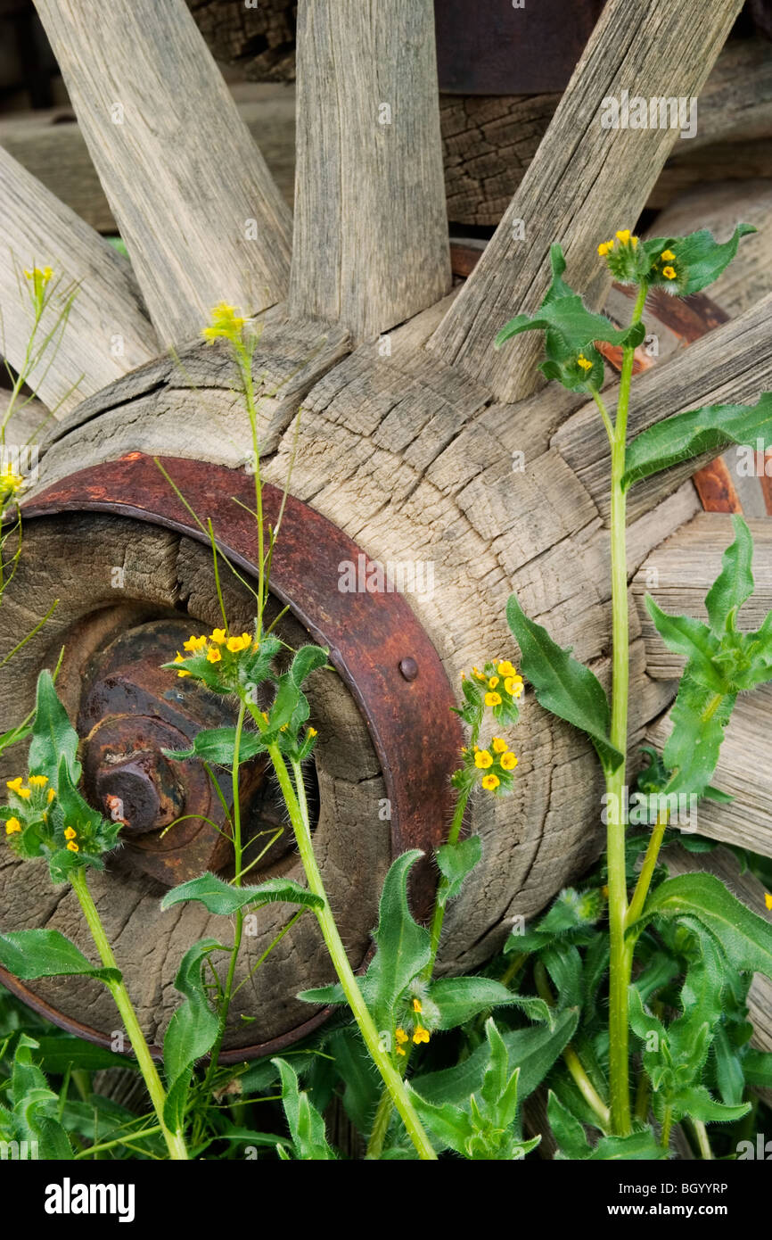 Wagon Wheel und gelbe Blumen Stockfoto