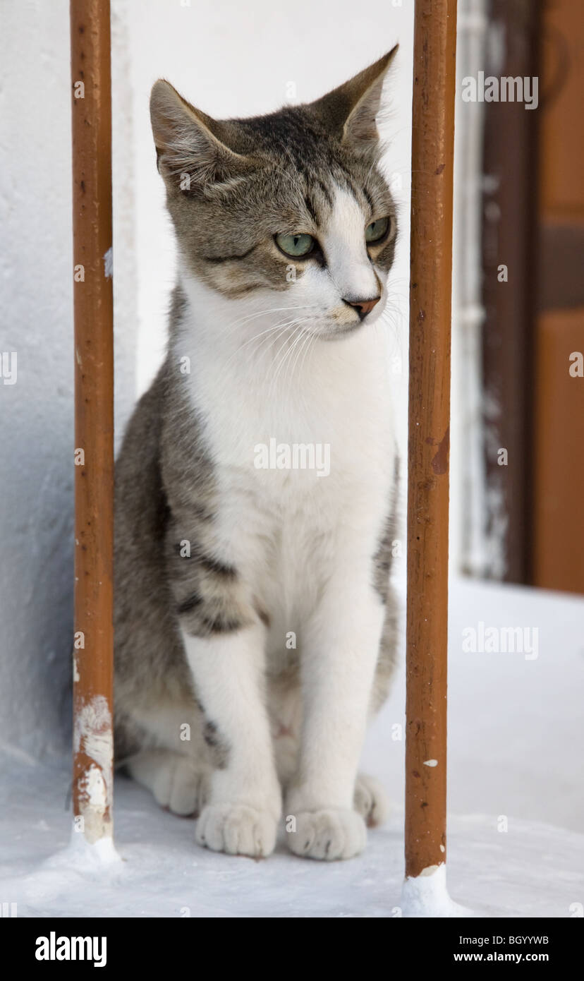 Griechischen Katze Blick durch den Zaun Stockfoto