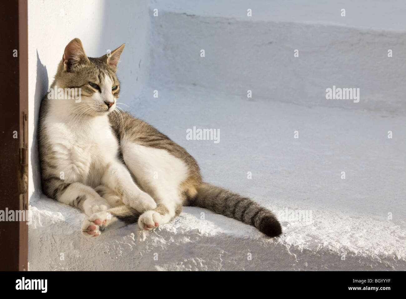 Griechische Katze, die sich auf der weißen Treppe eines Inseldorfes in der Morgensonne entspannt Stockfoto