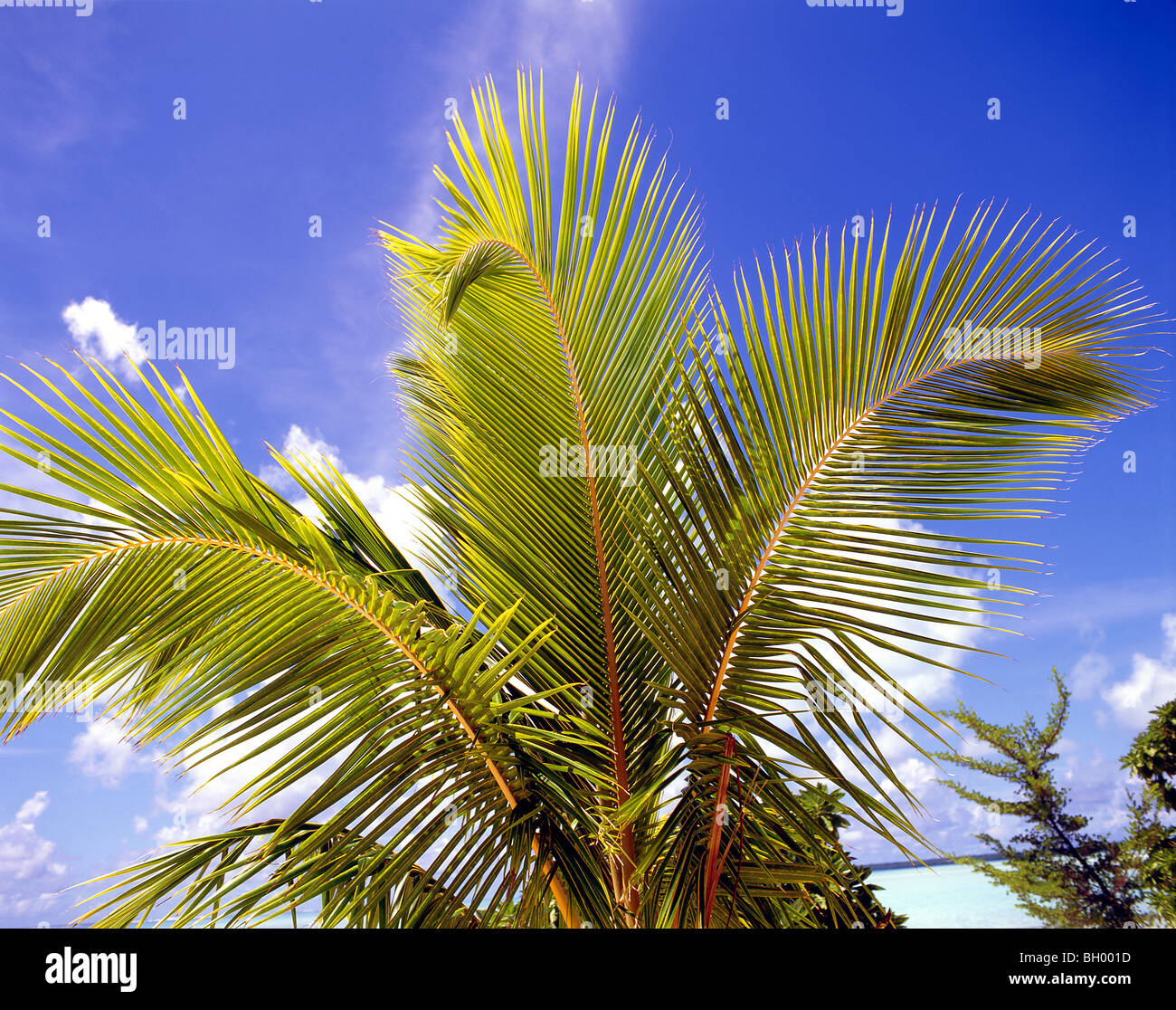 Tropische Strandpalme, Aitutaki-Atoll, Cook-Inseln Stockfoto