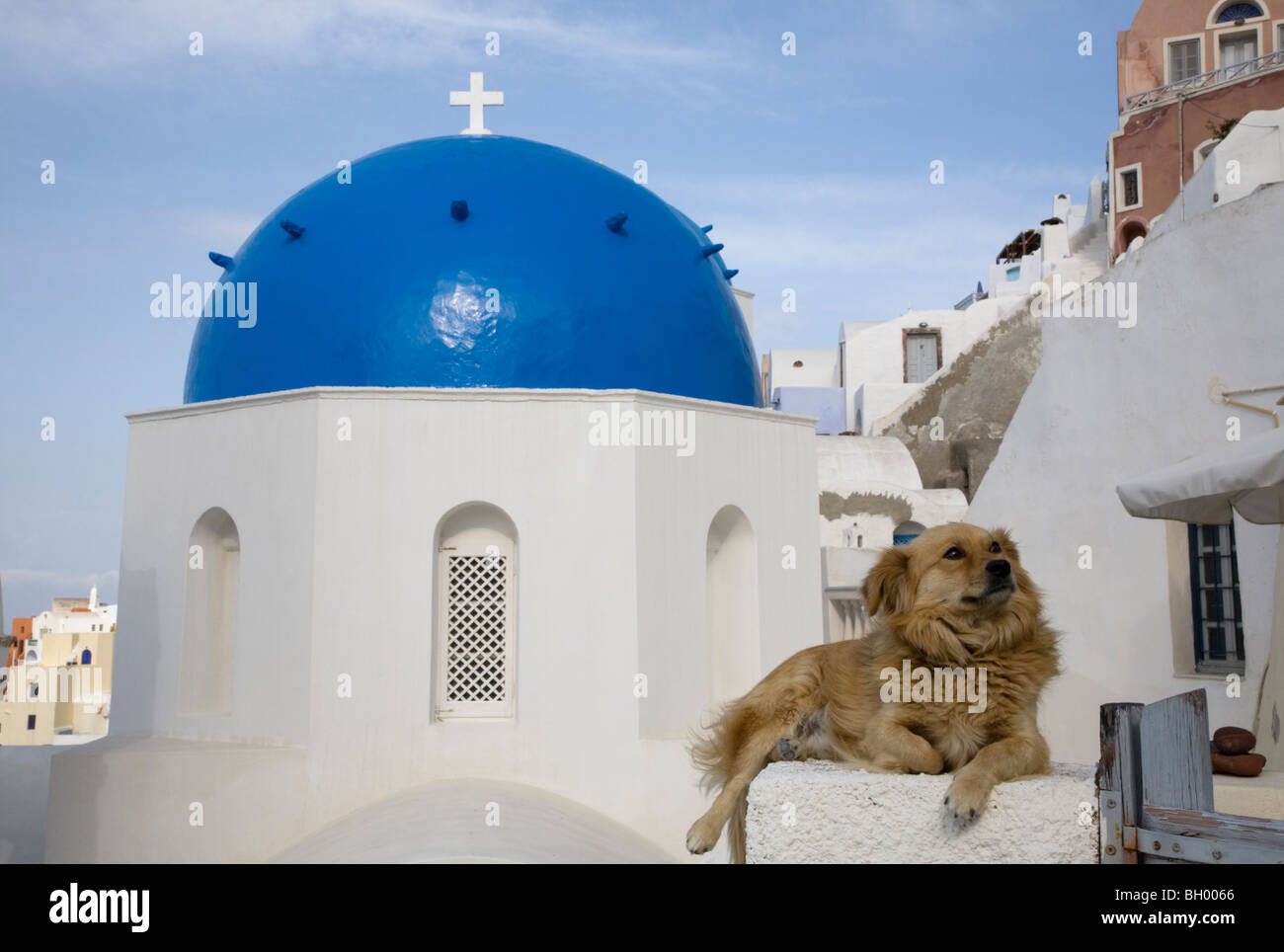 Hund auf weißem Pfahl vor einer Kirche mit blauer Kuppel in einem griechischen Inseldorf, Oia, Santorin. Stockfoto