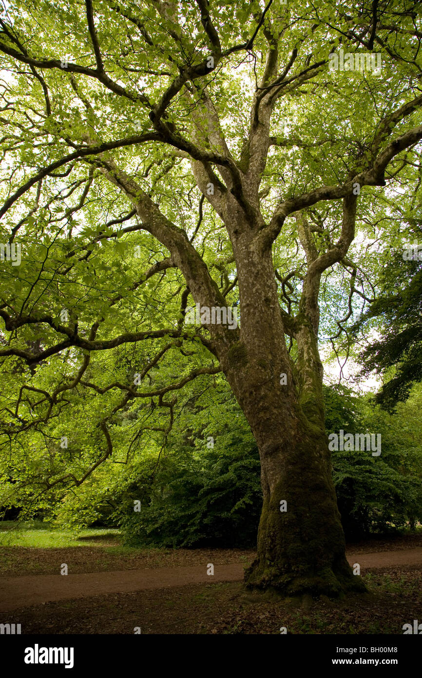 London-Platane (Platanus × Hispanica) Stockfoto