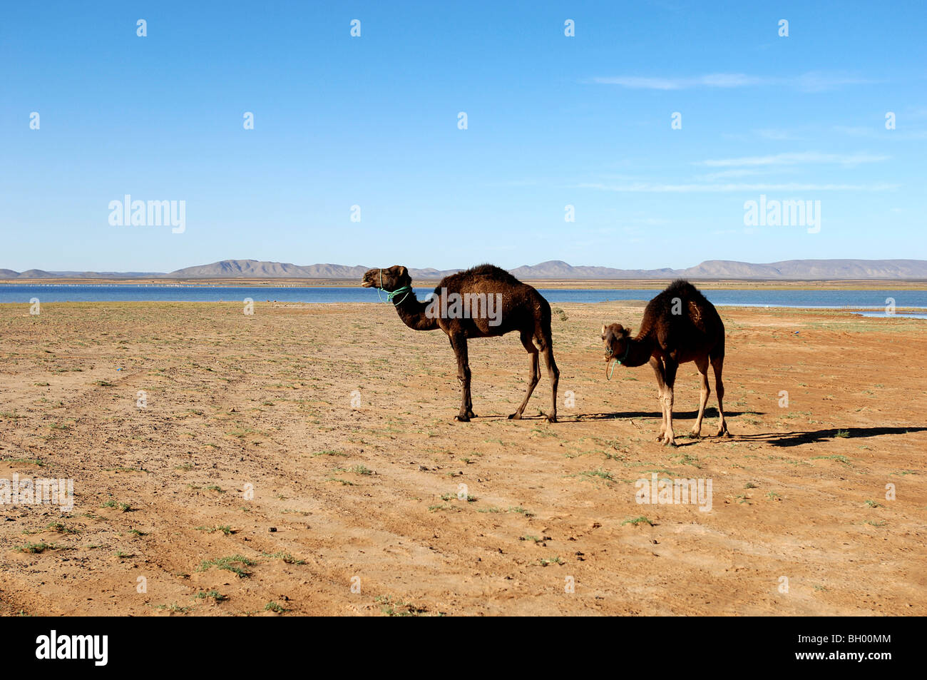Kamel in der Wüste Sahara in Marokko Stockfoto