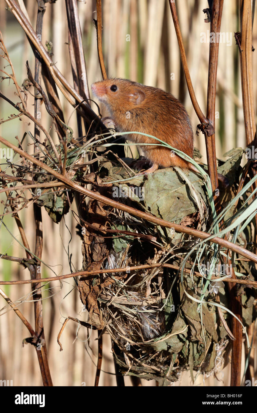 Ernte Maus, Micromys Minutus, Mausklick auf ein Nest im Schilf, Gefangenschaft, Januar 2010 Stockfoto