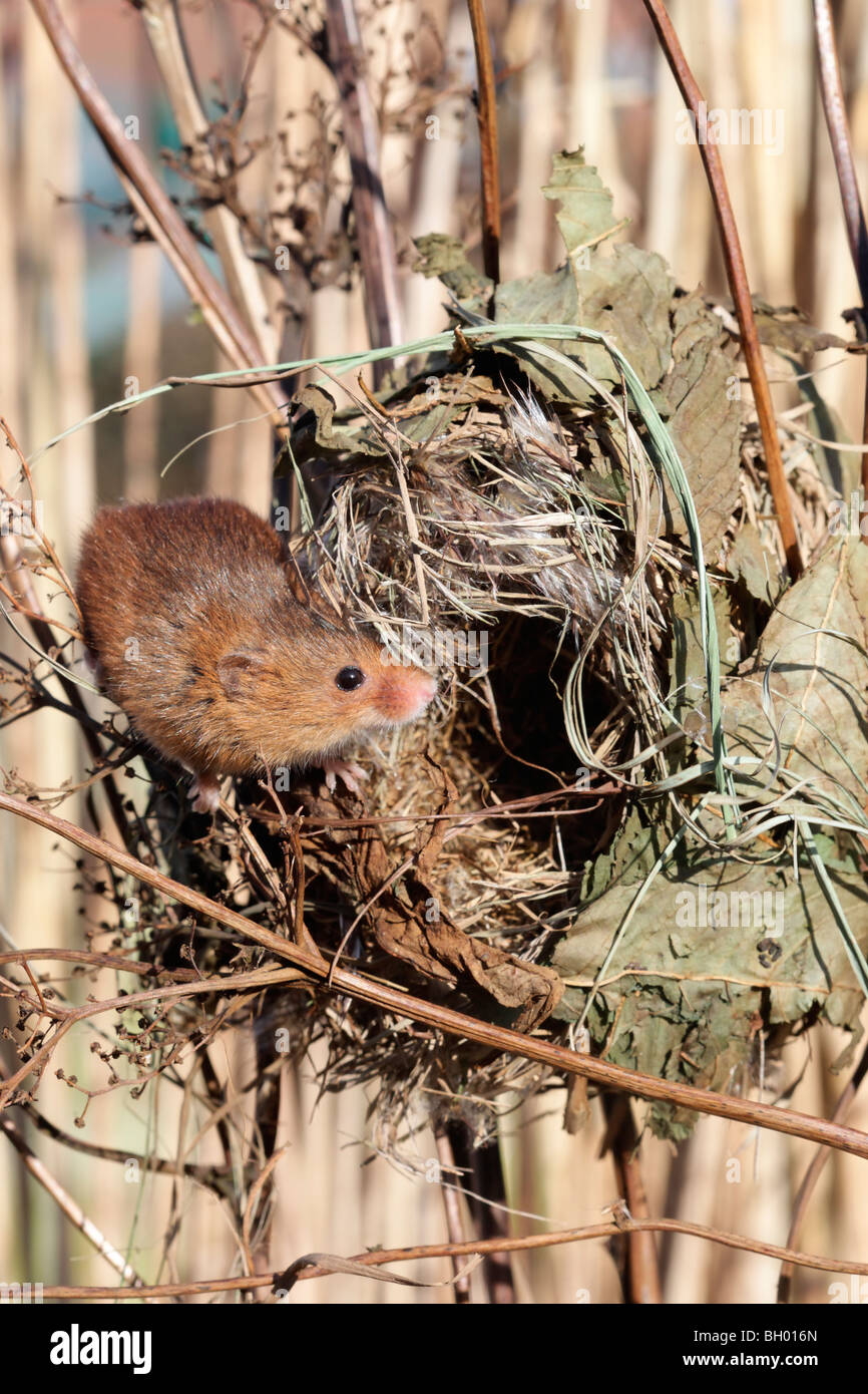 Ernte Maus, Micromys Minutus, Mausklick auf ein Nest im Schilf, Gefangenschaft, Januar 2010 Stockfoto