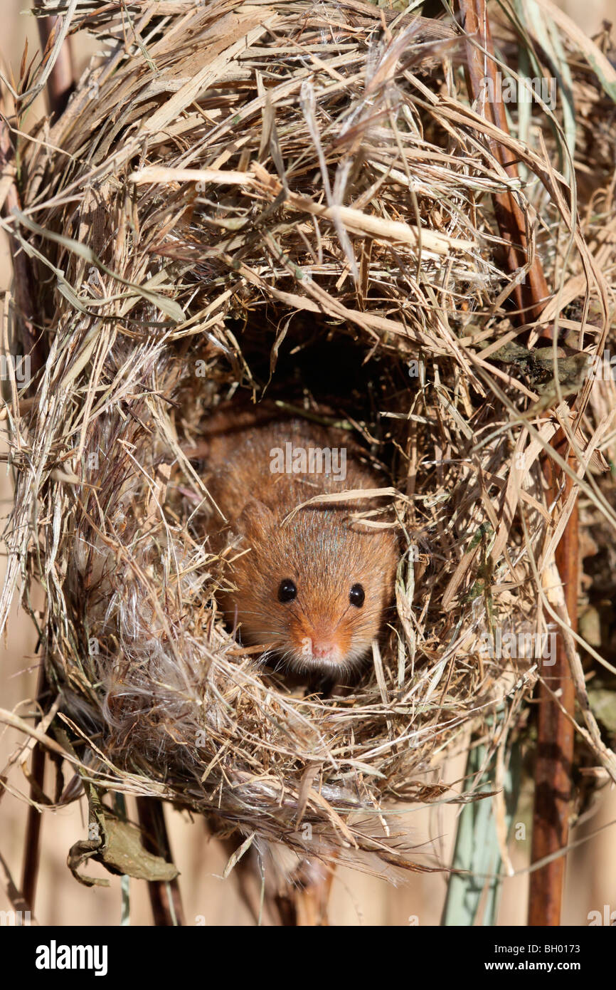 Ernte Maus, Micromys Minutus, Mausklick auf ein Nest im Schilf, Gefangenschaft, Januar 2010 Stockfoto