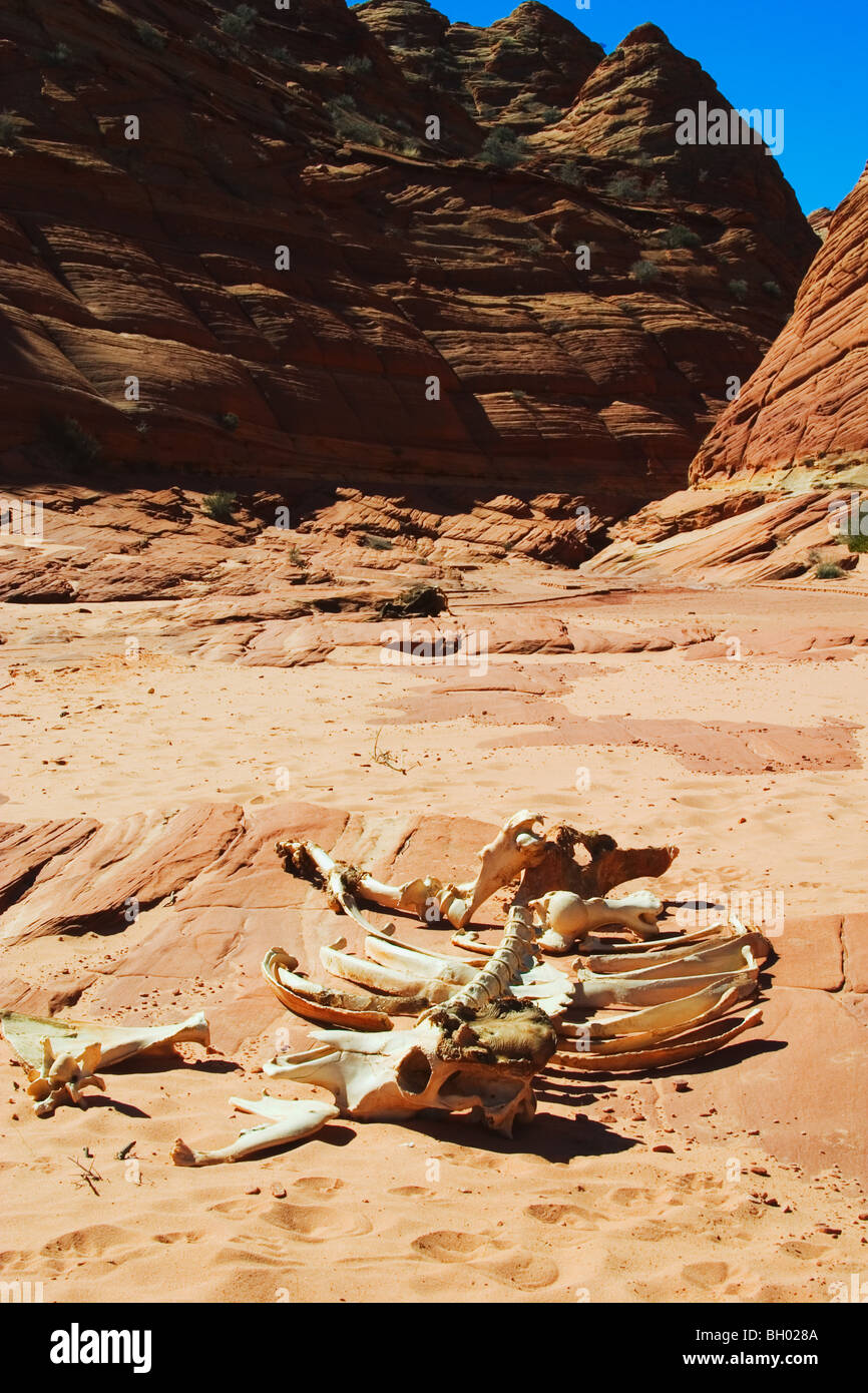 Skelett bleibt der Kuh Trockenwäsche, Coyote Buttes Bereich der Vermilion Cliffs Wilderness, Paria Canyon, Arizona. Stockfoto