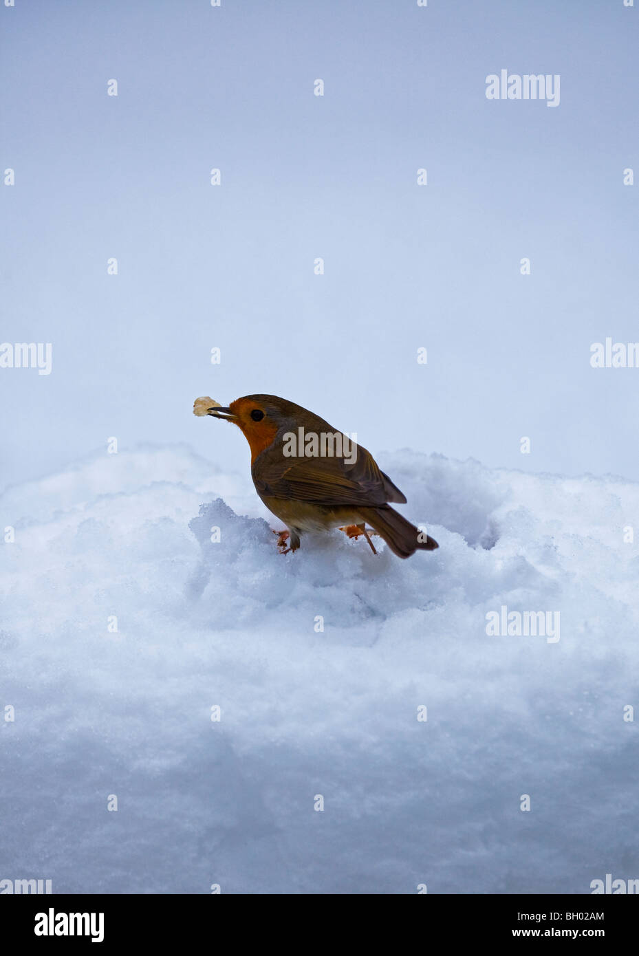 Robin Gartenvögel im Tiefschnee mit Nahrung im Schnabel Stockfoto