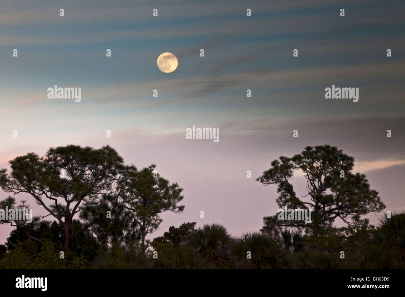 Vollmond, Moonrise, Florida lange Blatt Pines, Hernando County, Florida Stockfoto