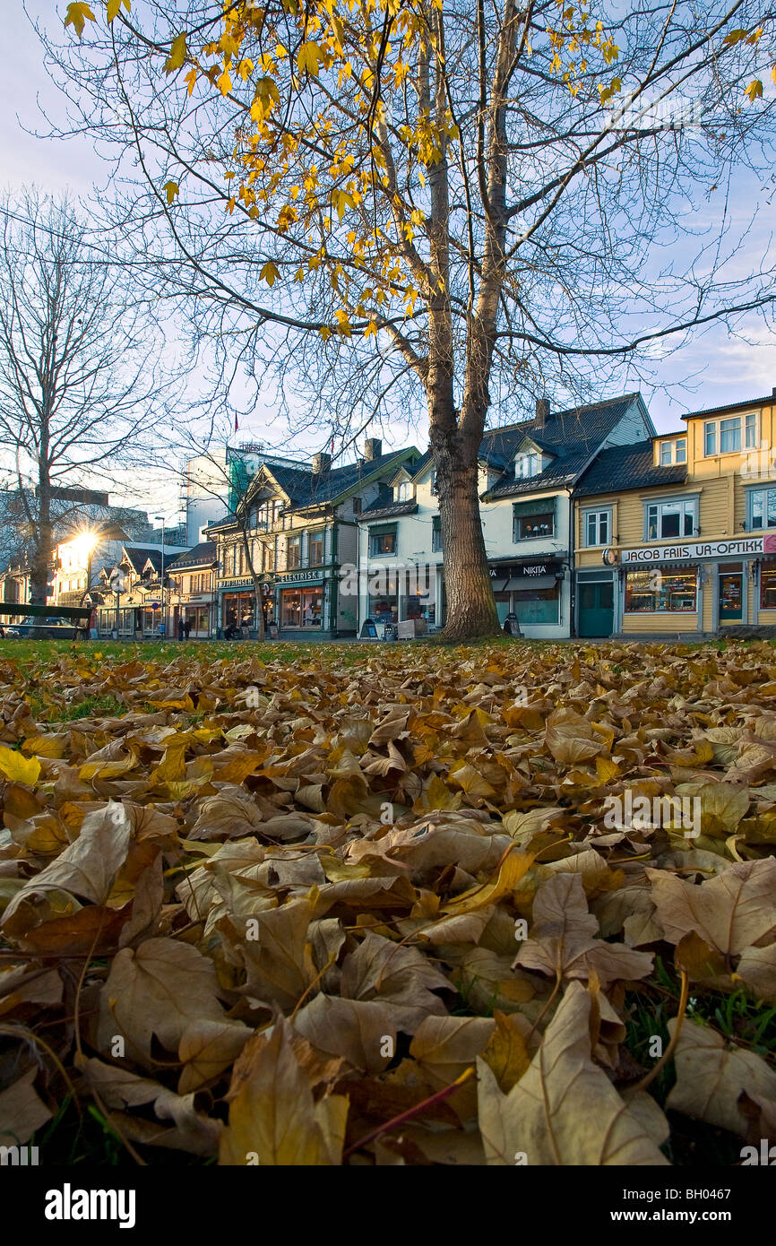 Herbstlaub in einem Park von einem niedrigen Winkel fotografiert. Tromsø, Nordnorwegen Stockfoto