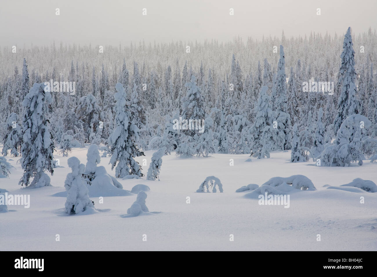 Riisitunturi Lappland Finnland Schnee Landschaft Nordland Winter Stockfoto