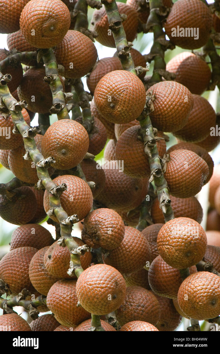 ITE-Palme (Mauritia Flexuosa) Früchte Iwokrama Rainforest Guayana Schild Guyana in Südamerika Oktober Stockfoto