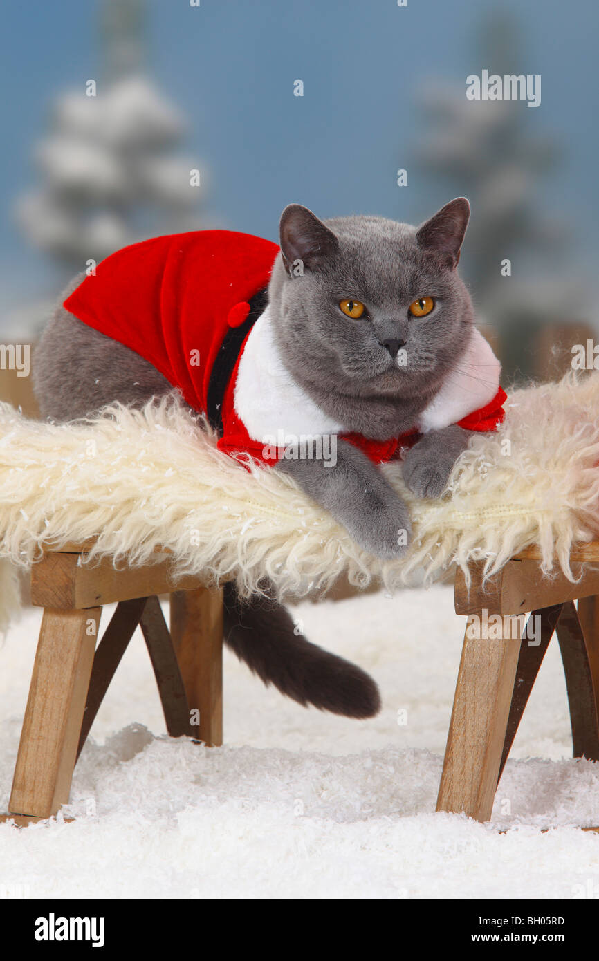 Blau, British Kurzhaarkatze, Kater, als Santa Claus Stockfoto