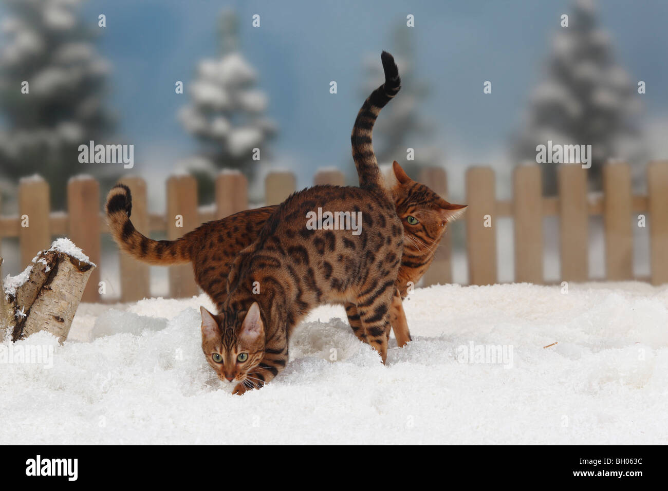 Bengal-Katzen, paar Stockfoto