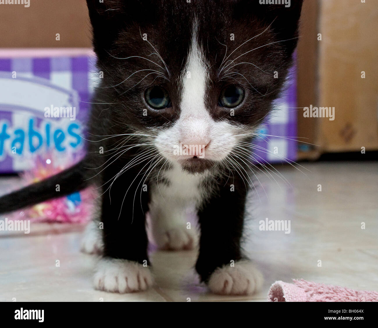 Ein Sylvester Cat-Doppelgänger Stockfoto Ein Sylvester Cat-Doppelgänger Stockfoto