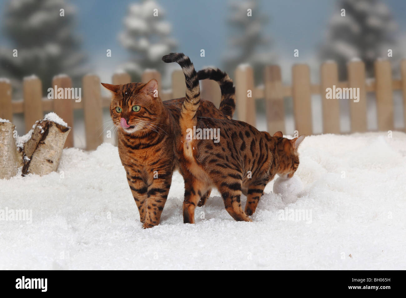 Bengal-Katzen, paar Stockfoto