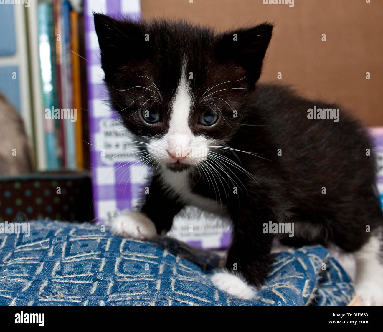 Ein Sylvester Cat-Doppelgänger Stockfoto Ein Sylvester Cat-Doppelgänger Stockfoto
