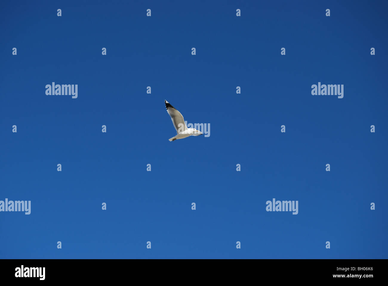 einsame Möwe fliegen gegen ein strahlend blauer Himmel Stockfoto