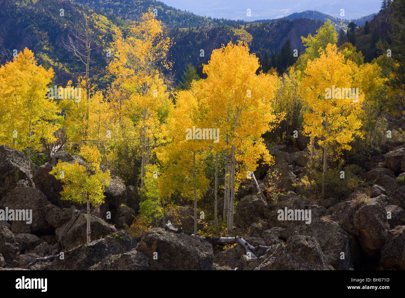 Farben des Herbstes entlang Highway 92, Gunnison National Forest, Colorado. Stockfoto