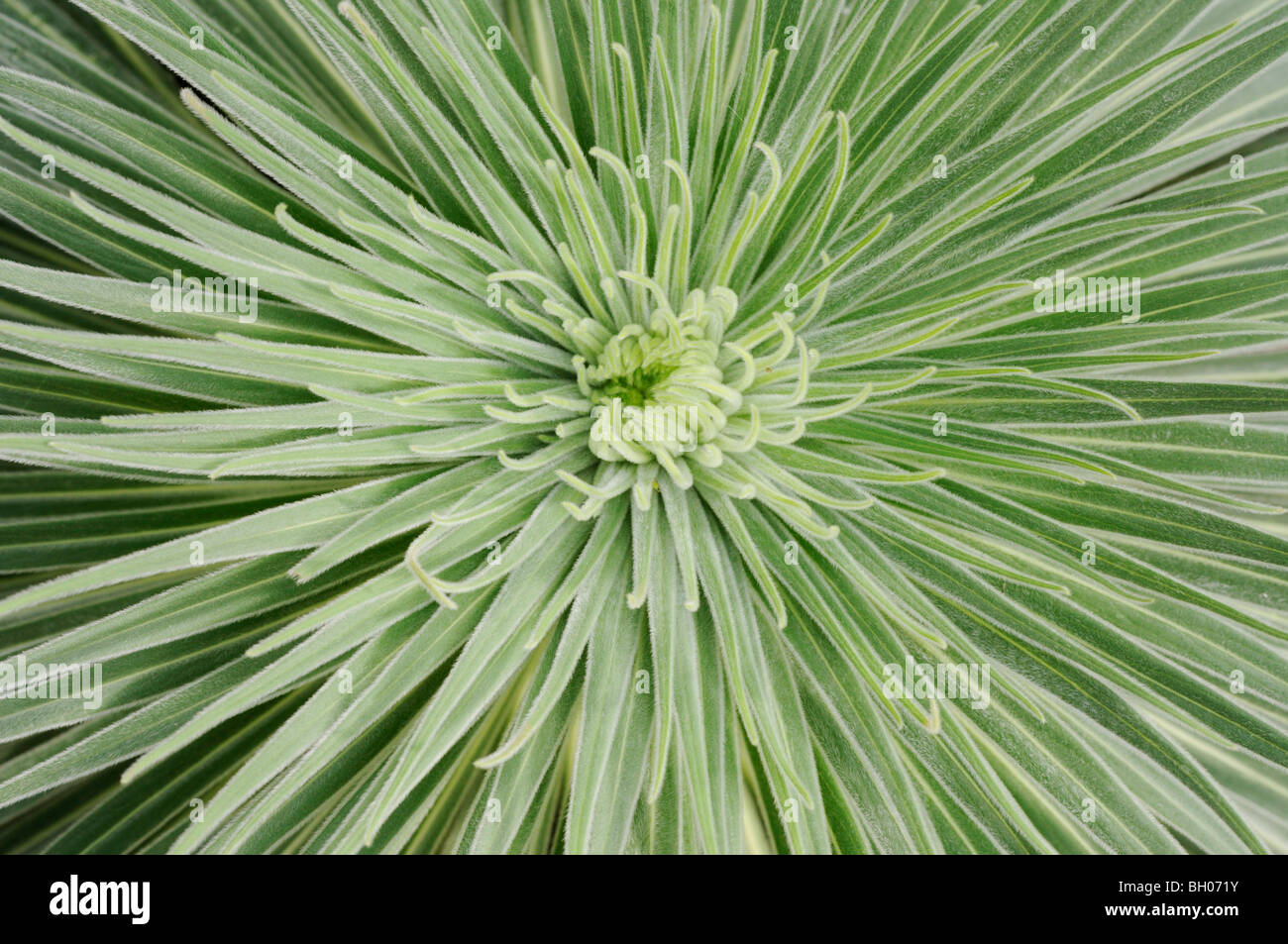 Echium arten Fotos und Bildmaterial in hoher Auflösung Alamy
