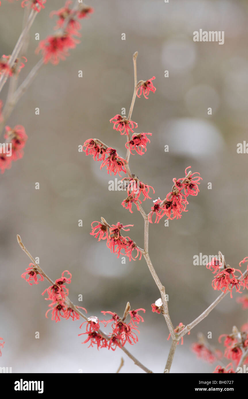 Zaubernuss (hamamelis x intermedia 'Feuerzauber') Stockfoto