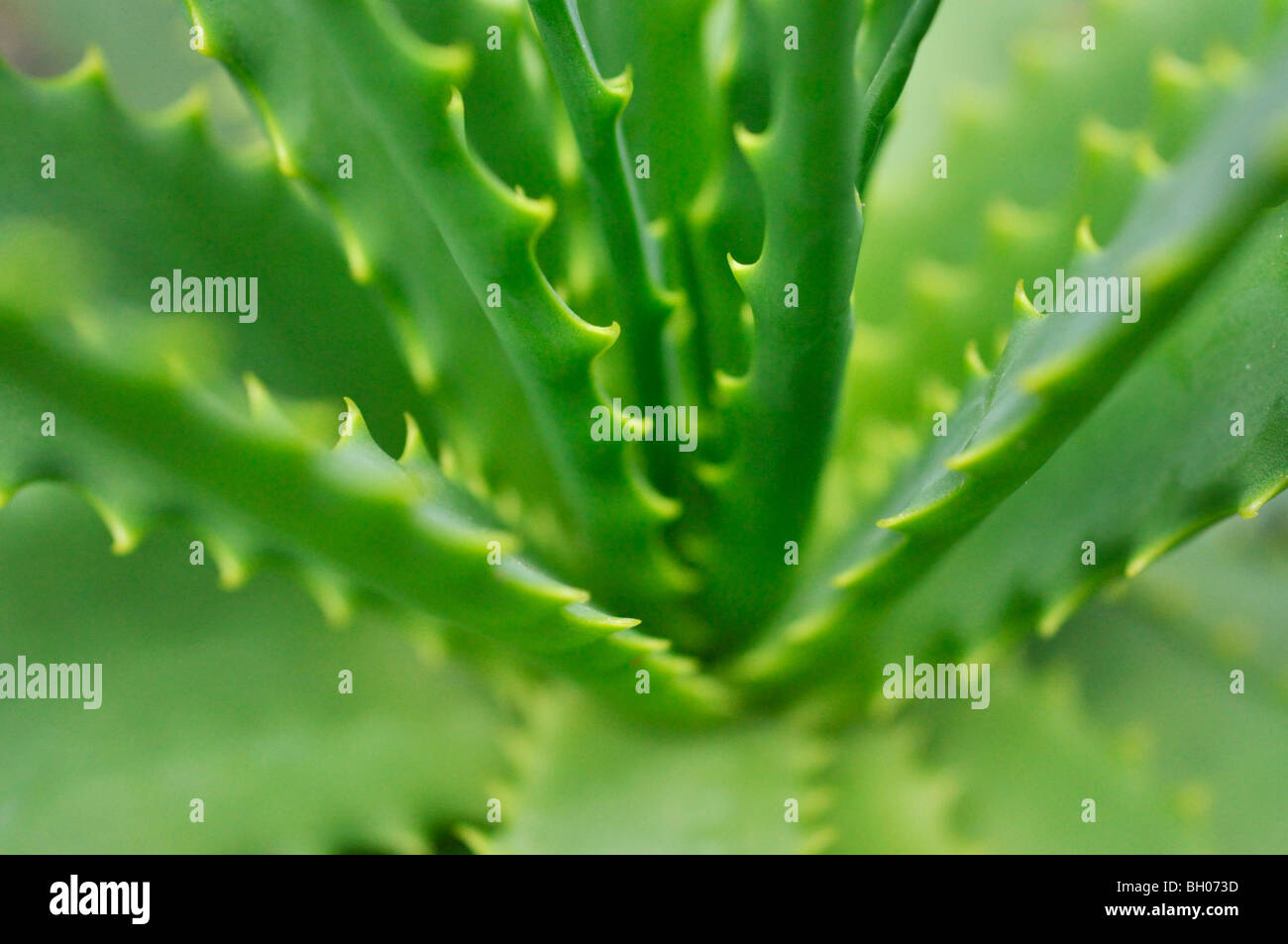 Kandelaber aloe pflanze -Fotos und -Bildmaterial in hoher Auflsung  Alamy