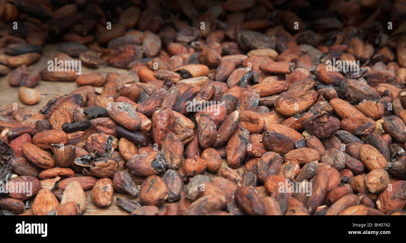 Kakaobohnen trocknen Stockfoto