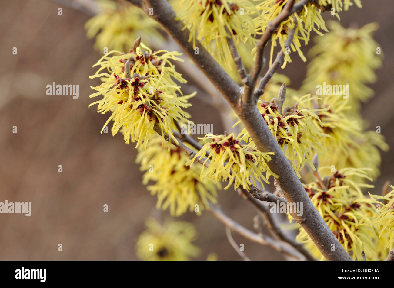Zaubernuss (hamamelis x intermedia 'primavera') Stockfoto