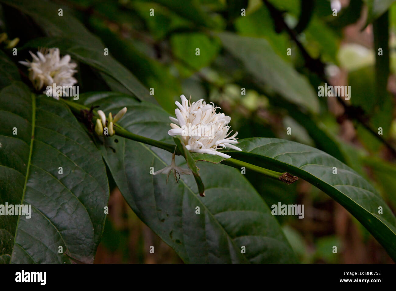 Kaffee Strauch Blumen Stockfoto