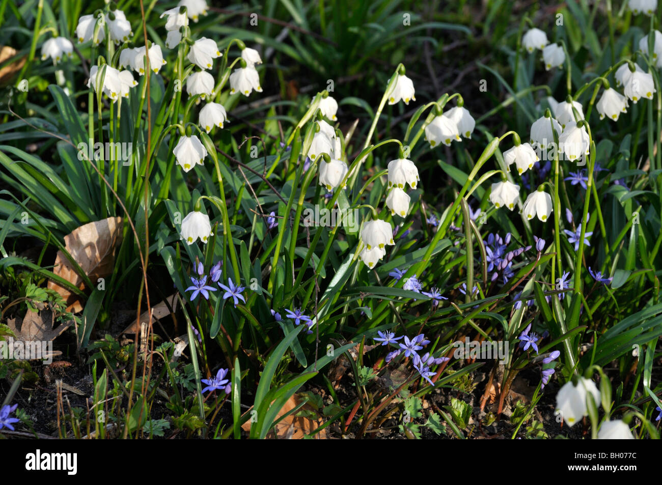 Märzenbecher (Leucojum vernum) und zwei-flügelig Blausterne (Scilla bifolia) Stockfoto