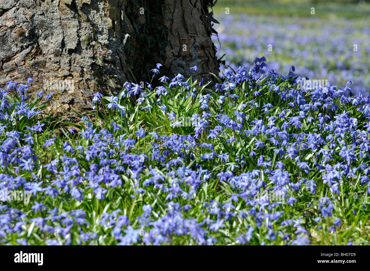 Sibirische Blausterne (Scilla siberica) Stockfoto