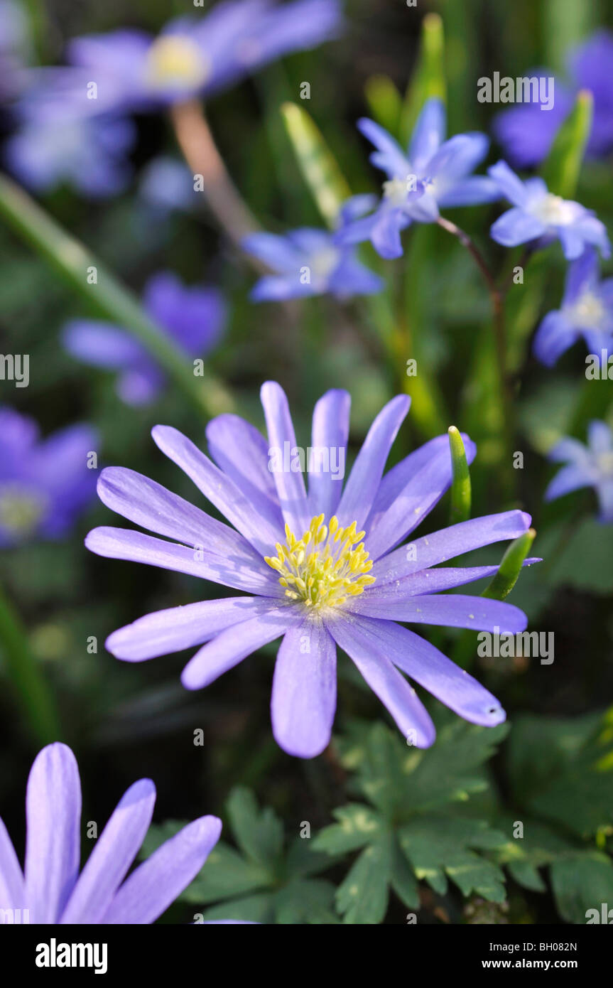 Grecian cuneata (Anemone blanda) und zwei-flügelig Blausterne (Scilla bifolia) Stockfoto