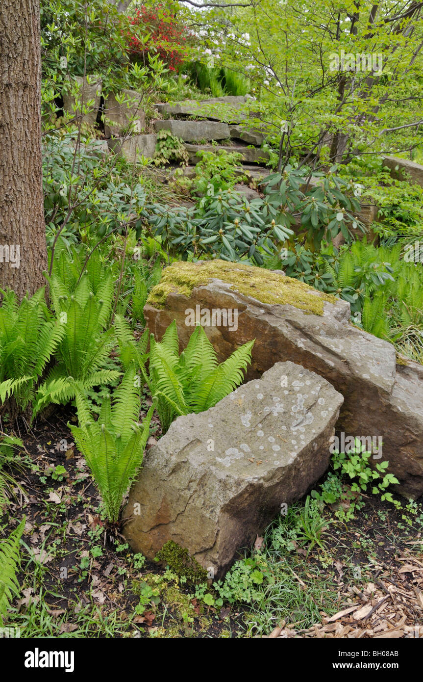 Steingarten mit Farnen Stockfoto