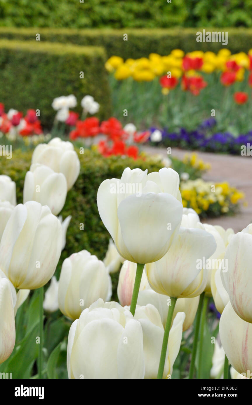 Tulpe Garten Stockfoto
