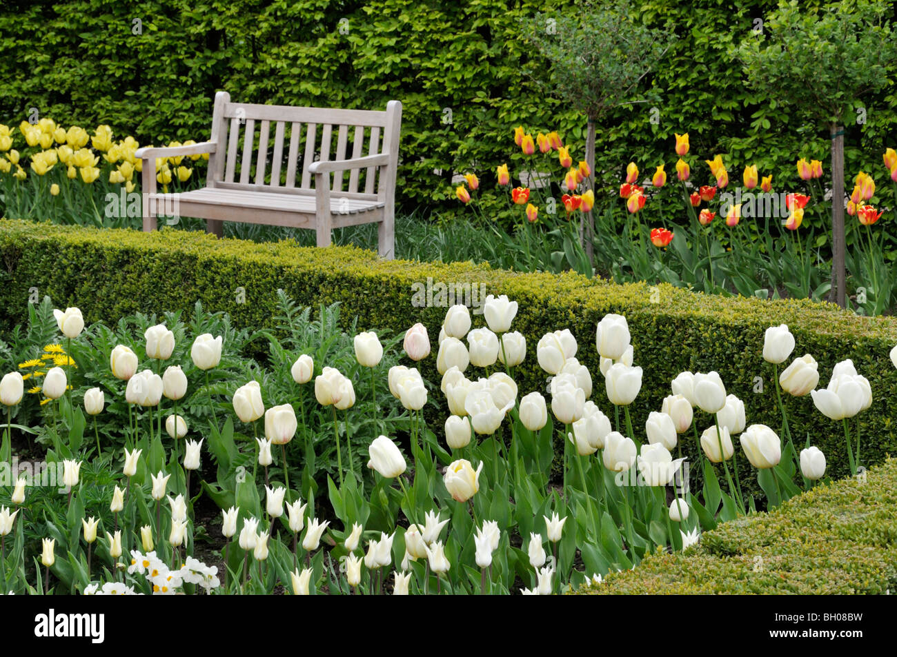 Spring Garden mit Tulpen (Tulipa) Stockfoto