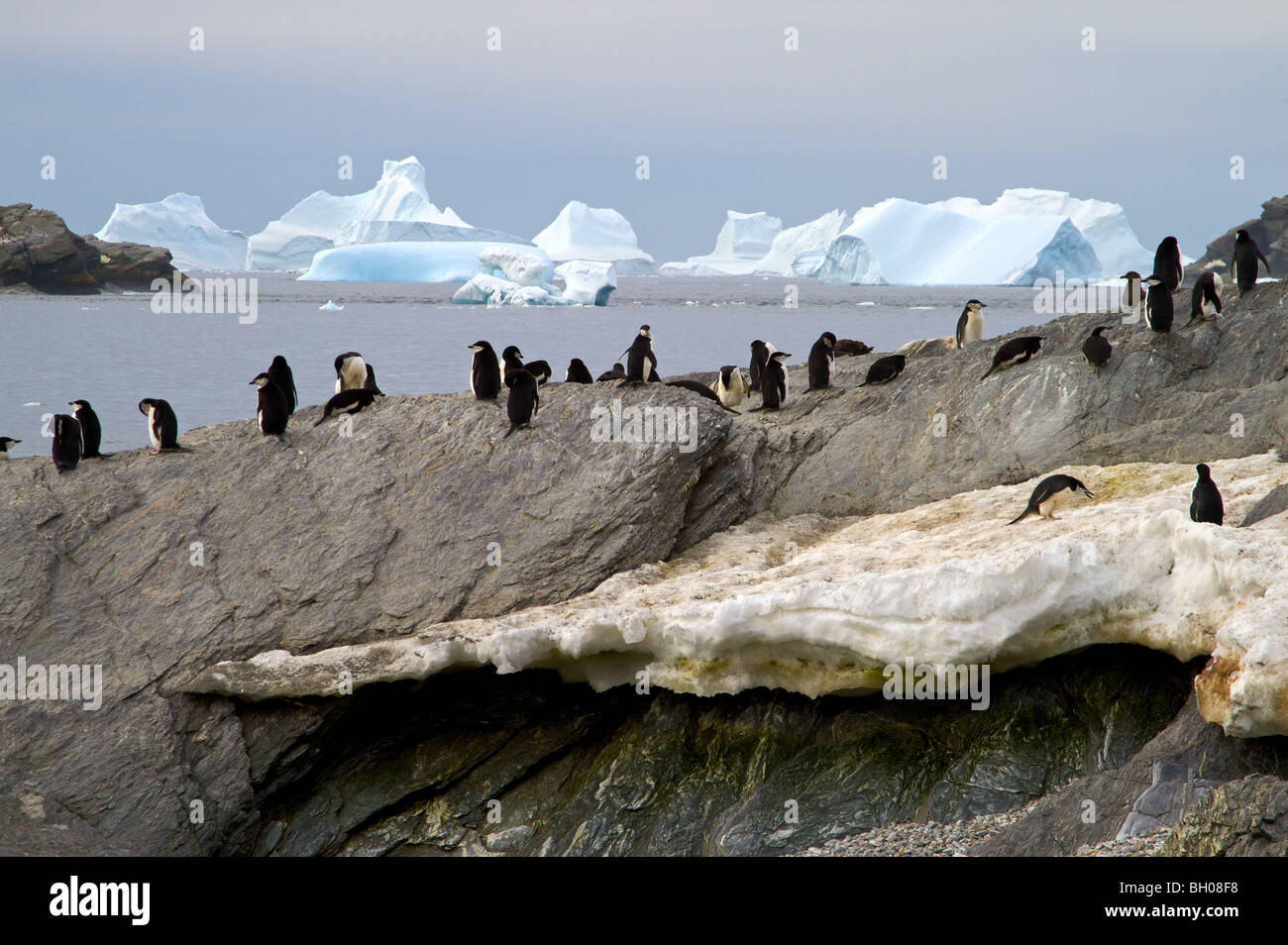 Kinnriemen Pinguine, Krönung Island.Antarctic Halbinsel Stockfoto