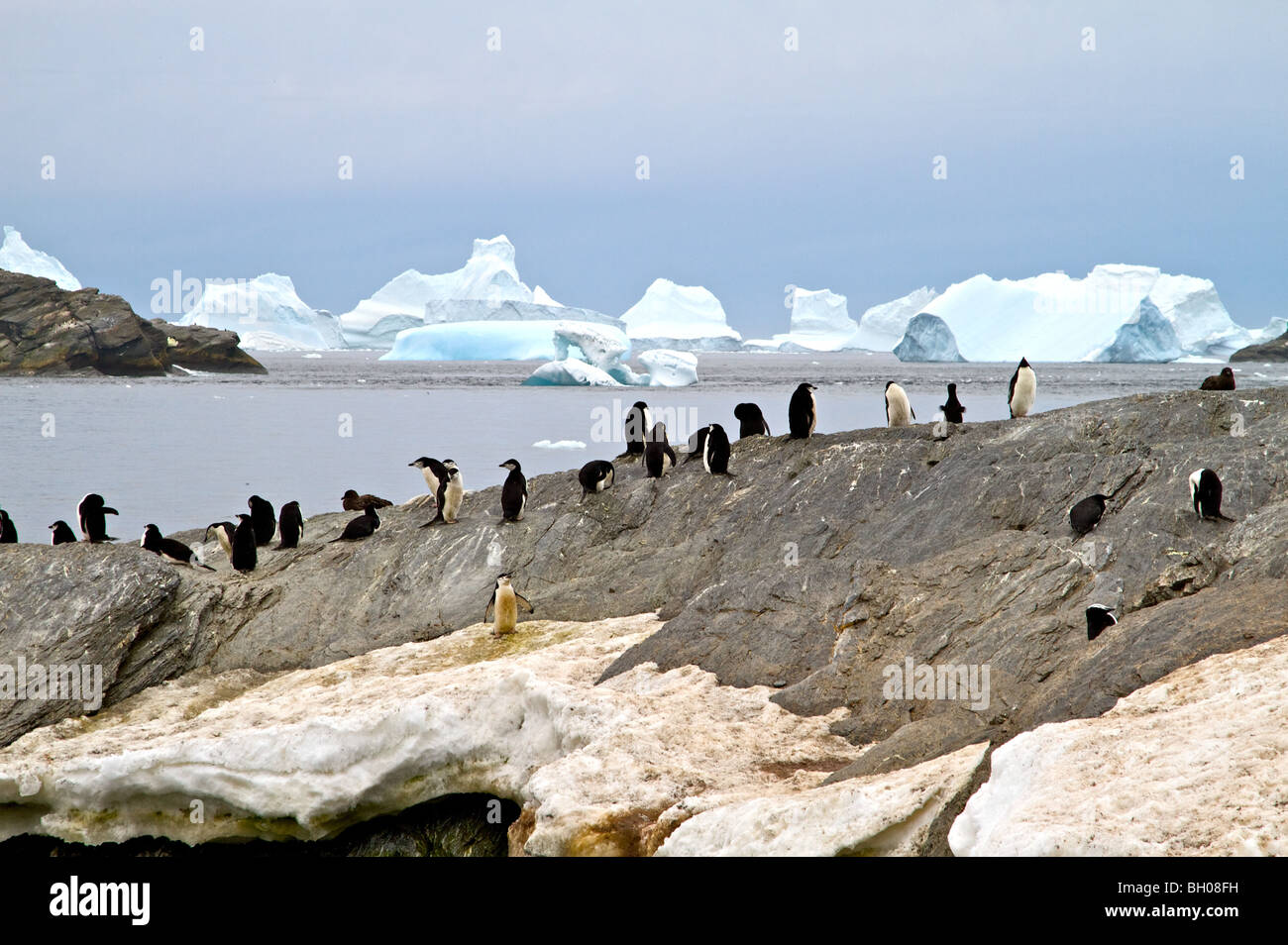 Kinnriemen Pinguine, Krönung Island.Antarctic Halbinsel Stockfoto