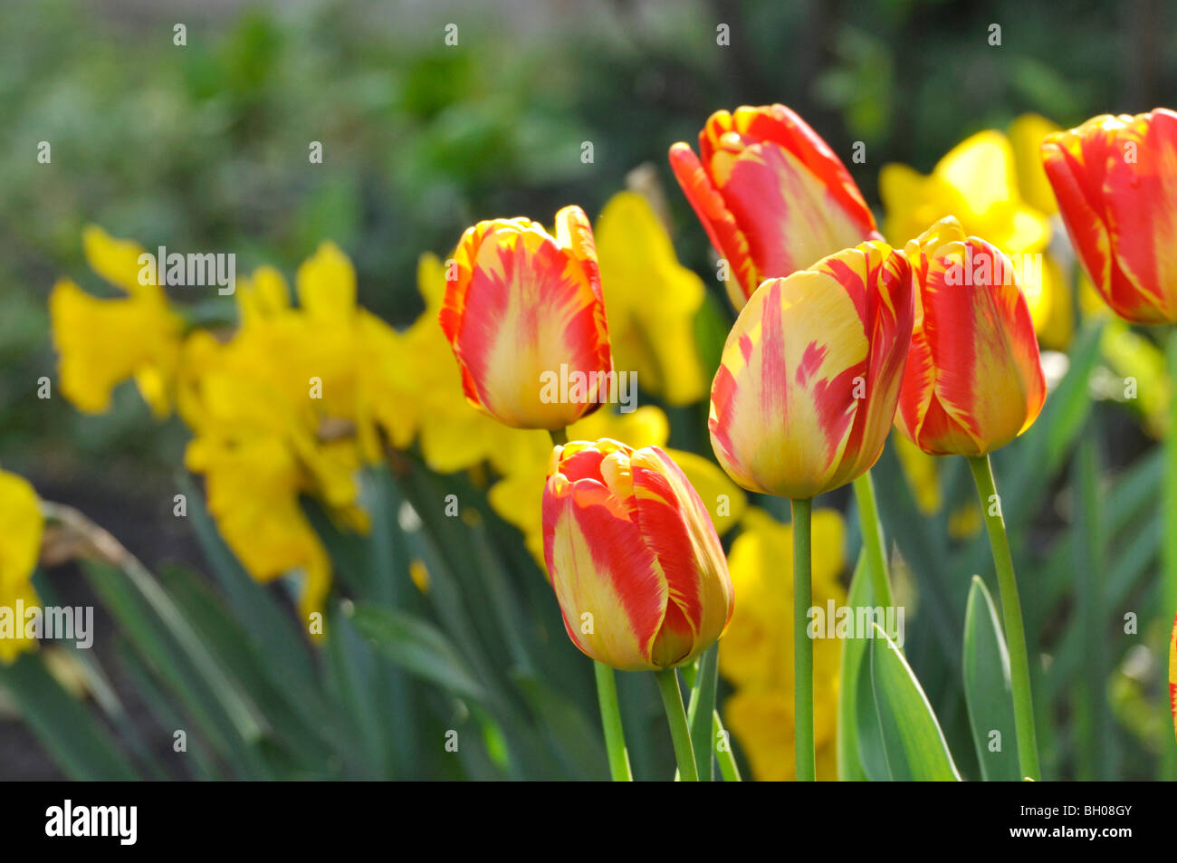 Darwin Tulpe (Tulipa apeldoorn Elite) Stockfoto