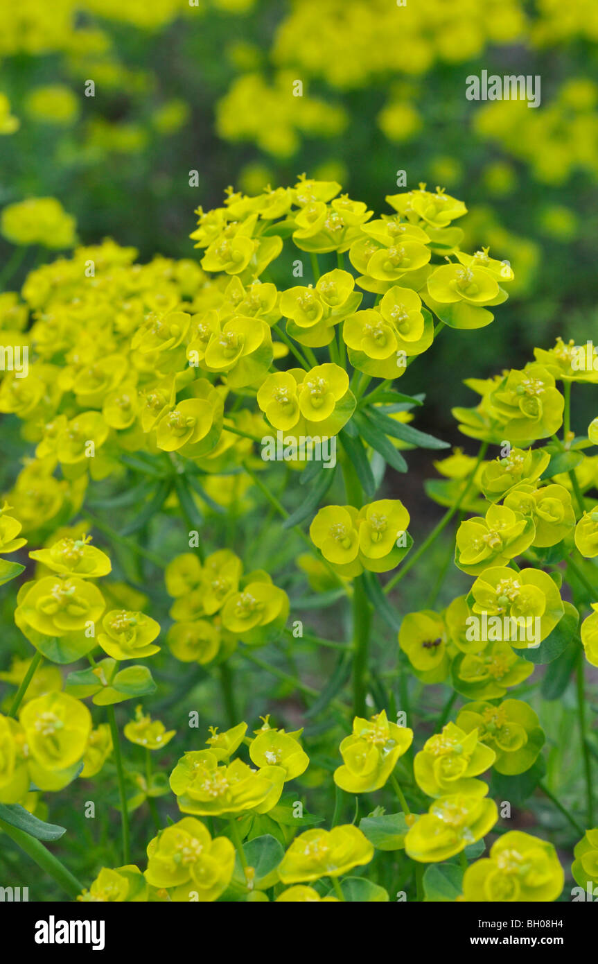 Zypressen-Wolfsmilch (Euphorbia Cyparissias) Stockfoto