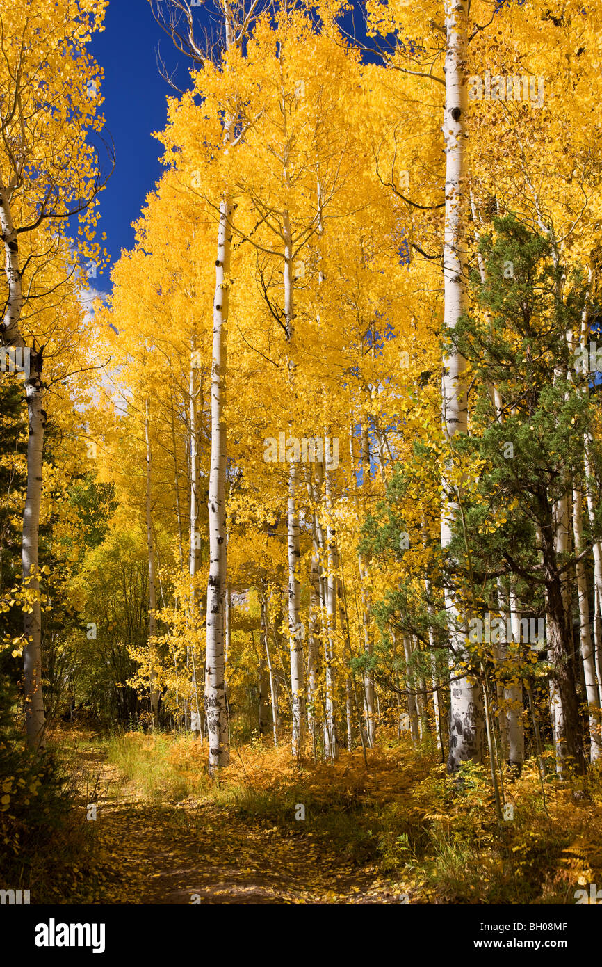 Herbst Farben in den San Juan Mountains in der Nähe von Ouray, Colorado. Stockfoto