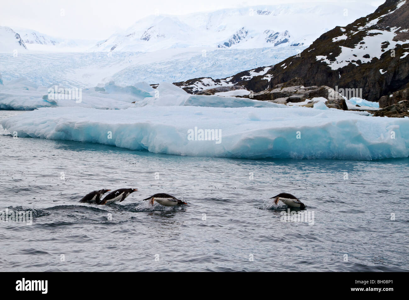 Gentoo Penguins "Porpoising", antarktische Halbinsel. Stockfoto