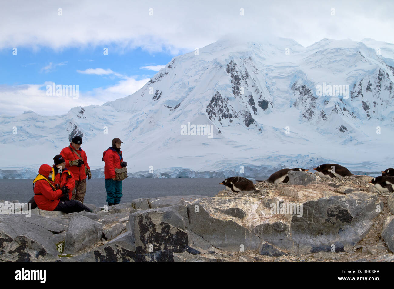 Touristen, die gerade Gentoo Penguins Damoy Zeitpunkt, Antarktis Stockfoto
