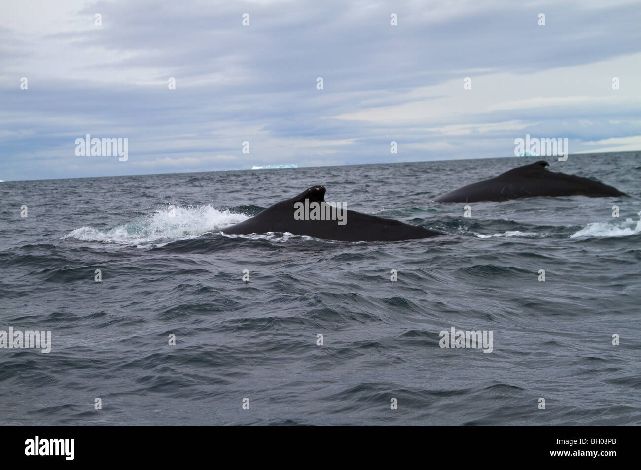 Buckelwale in der Nähe von der antarktischen Halbinsel. Stockfoto