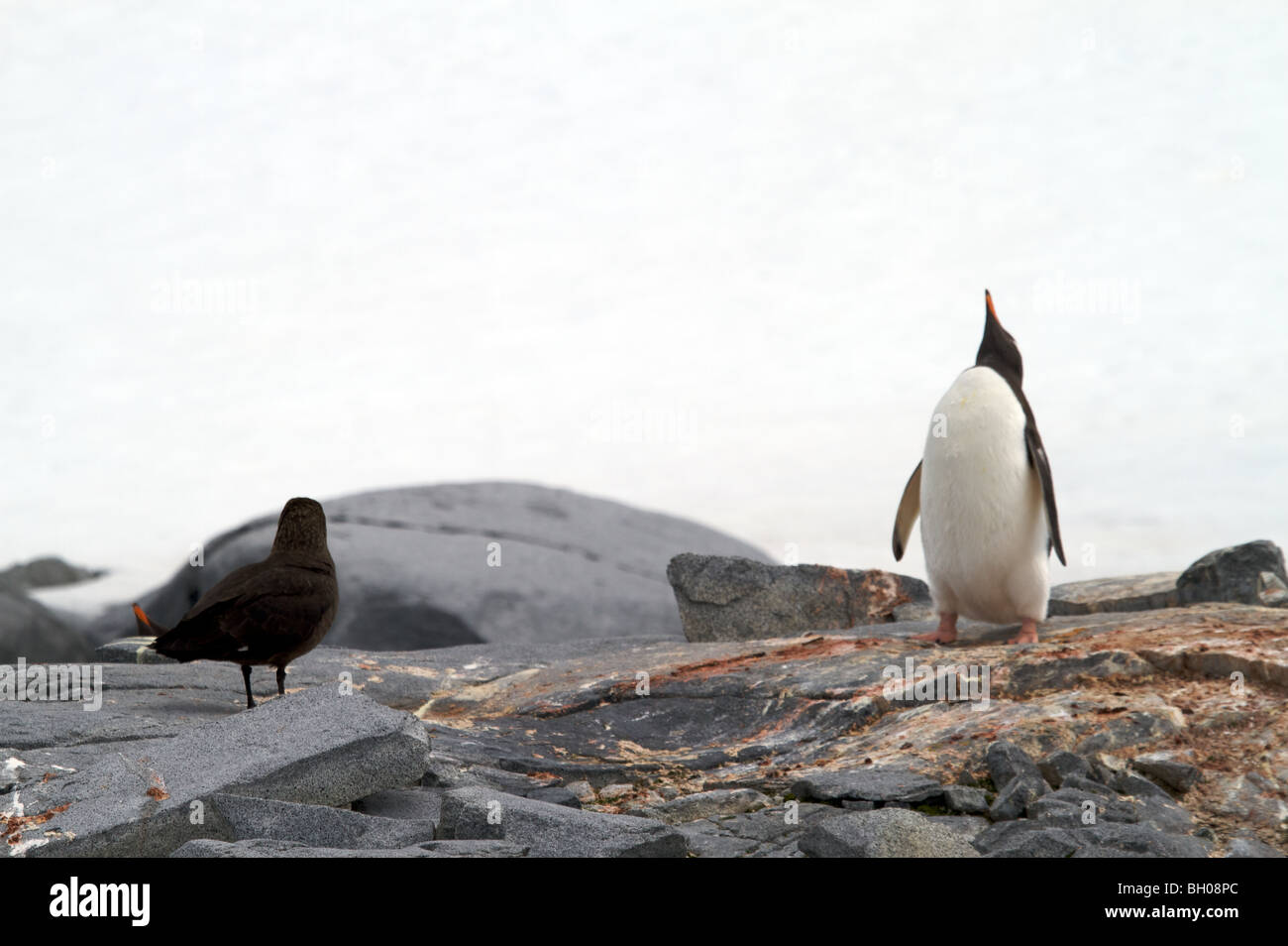 Gentoo Pinguine am Nest, Petermann Island, Weinkie Island, AntarcticaDorian Bay, Damoy Punkt. Stockfoto